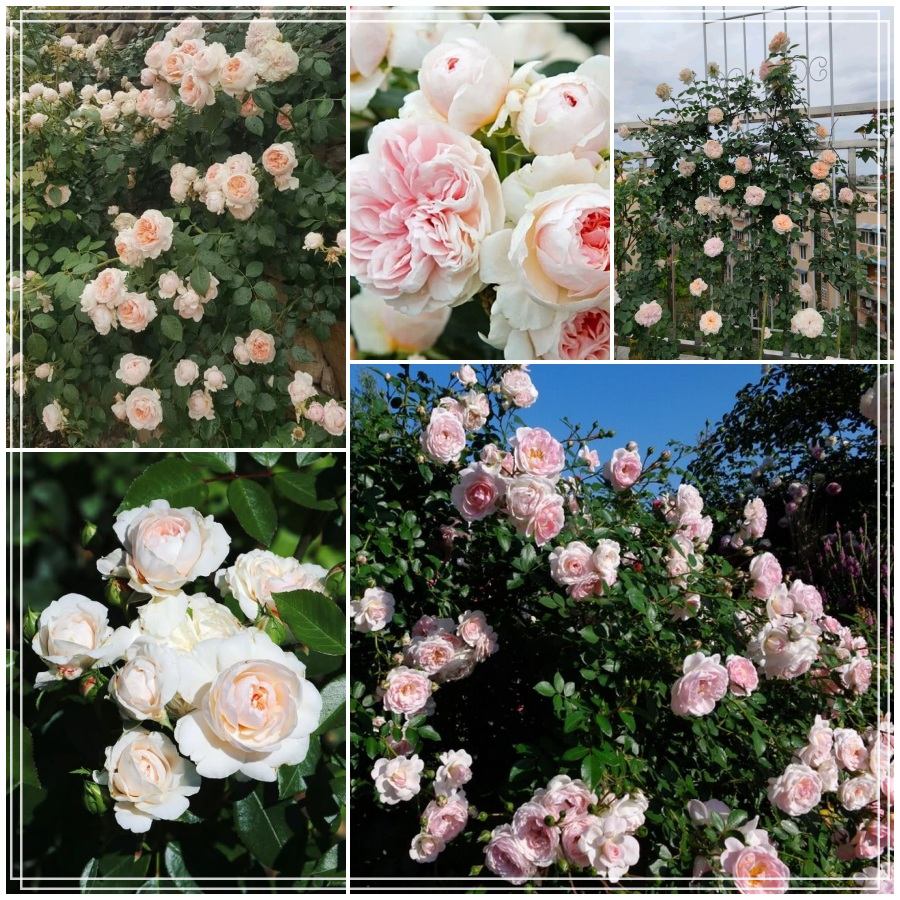 Sabrina róża pnąca